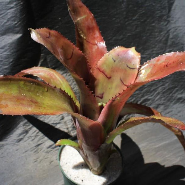 billbergia-grande-bromeliads-