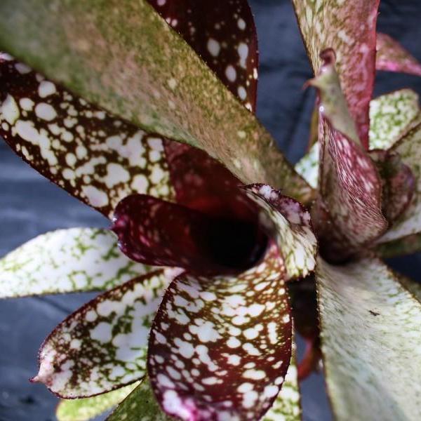 Billbergia 'Groovy' - Bromeliad Paradise