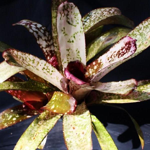 Billbergia 'Groovy' - Bromeliad Paradise
