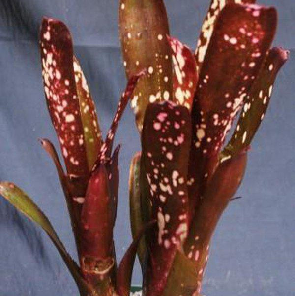 Billbergia 'Hallelujah' - Bromeliad Paradise