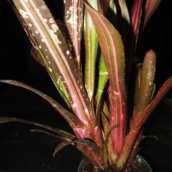 【再入荷】 Billbergia 'Hallelujah' (Variegated) - Bromeliad Paradise ブロメリア・エアープランツ