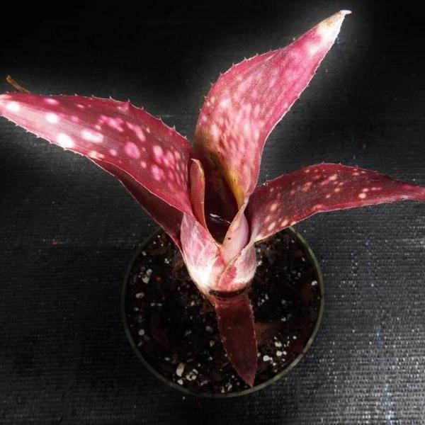 Billbergia 'Las Manchas' - Bromeliad Paradise