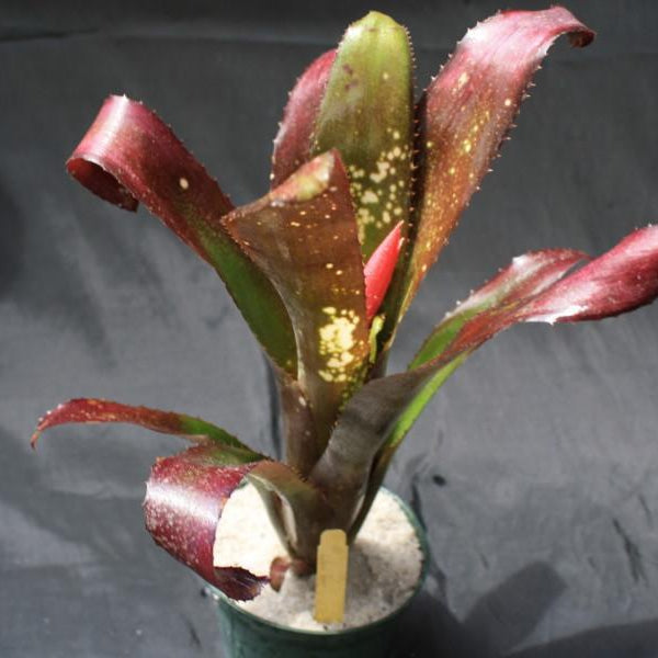 Billbergia 'Lilac Time' | Bromeliad Paradise