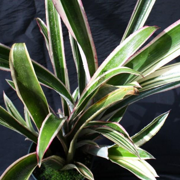 Billbergia 'Louise' | Bromeliad Paradise