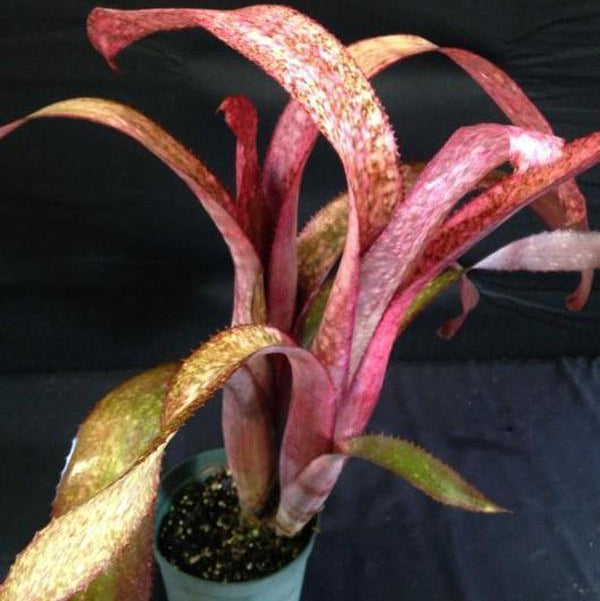 Billbergia 'Mandas Othello x Strawberry' - Bromeliad Paradise