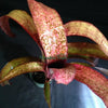 Billbergia 'Mandas Othello x Strawberry' | Bromeliad Paradise