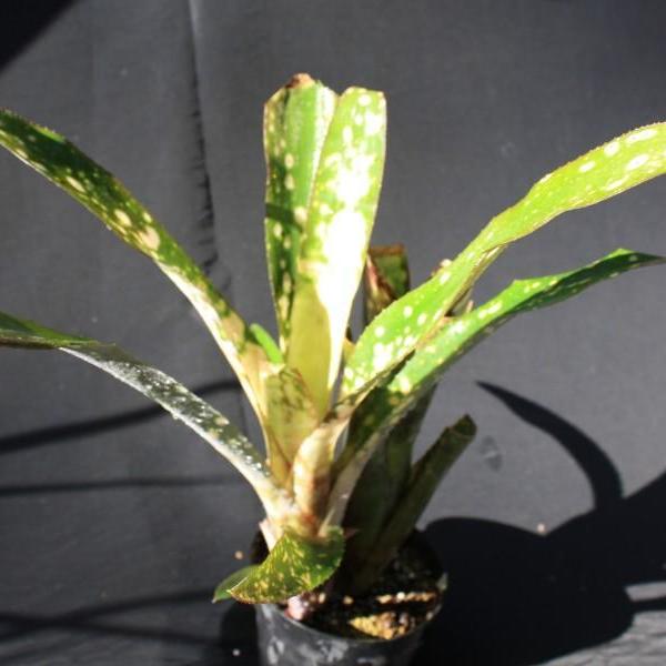 Billbergia 'Mariposa' - Bromeliad Paradise