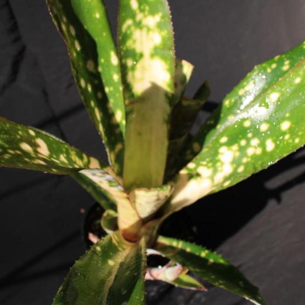 Billbergia 'Mariposa' - Bromeliad Paradise