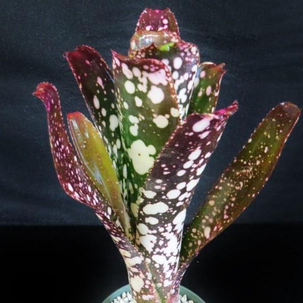 Billbergia 'Moulin Rouge'〔ビルベルギア〕B313 Billbergia 'Moulin Rouge' - Bromeliad Paradise