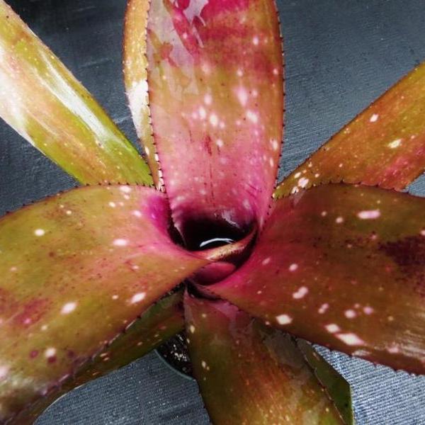 Billbergia 'Muchacho' | Bromeliad Paradise