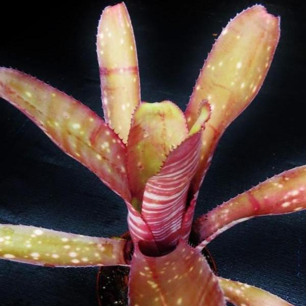 Billbergia 'Muriel Waterman' - Bromeliad Paradise