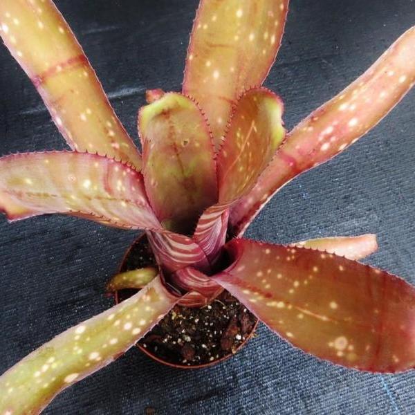 83597 　Billbergia Muriel Wなど4点 83597 Billbergia Muriel Wなど4点 Billbergia Muriel Waterman