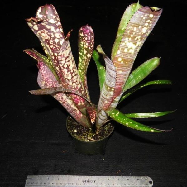 Billbergia 'Novena' - Bromeliad Paradise