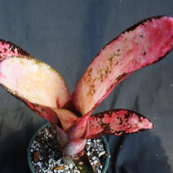 Billbergia 'Poquito Mas' - Bromeliad Paradise
