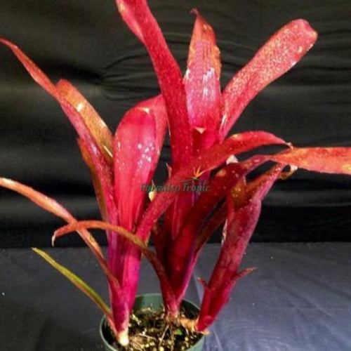 Bromeliads for Sale - Buy Bromeliads Online | Bromeliad Paradise