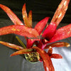 Billbergia 'Royal Blood' | Bromeliad Paradise