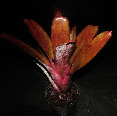Billbergia 'Simpatico' | Bromeliad Paradise