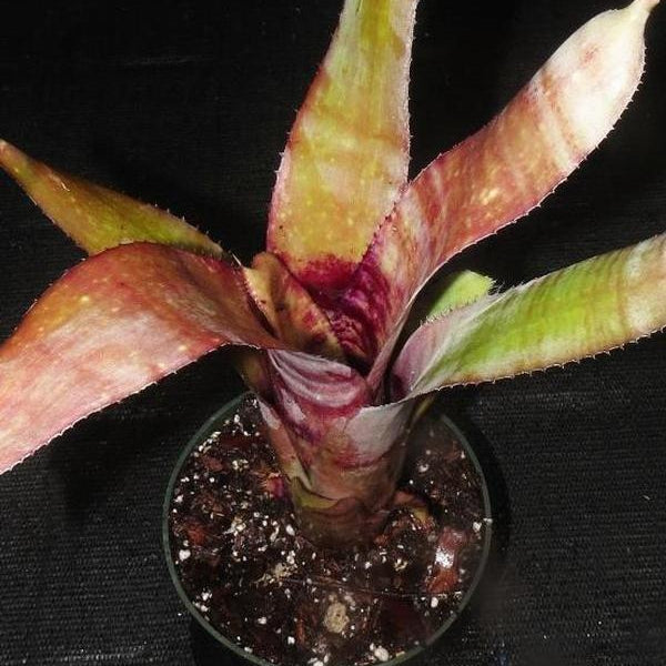 Billbergia 'Sound Waves' | Bromeliad Paradise