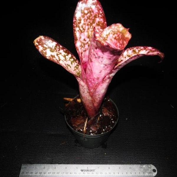 Billbergia 'Strawberry' - Bromeliad Paradise
