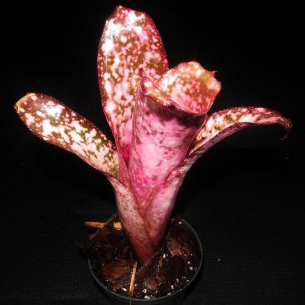 83597 　Billbergia Muriel Wなど4点 Billbergia 'Strawberry' - Bromeliad Paradise