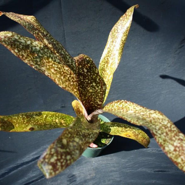 ブロメリア　billbergia toneprai commetstar 現品】ビルベルギア・トンプライコメットスター Billbergia