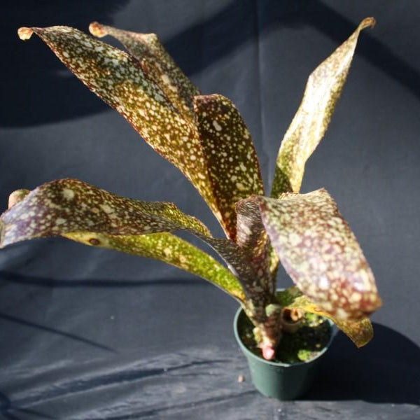 Billbergia Solsa ① Billbergia 'Sun Spots' - Bromeliad Paradise