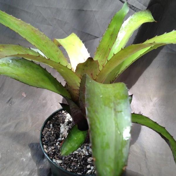 Billbergia ‘C'est Bon’ Billbergia 'Tres Bien' - Bromeliad Paradise