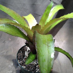 billbergia-tres-bien-