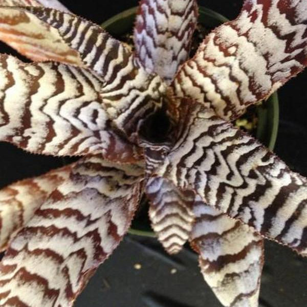 Cryptanthus 'Absolute Zero'