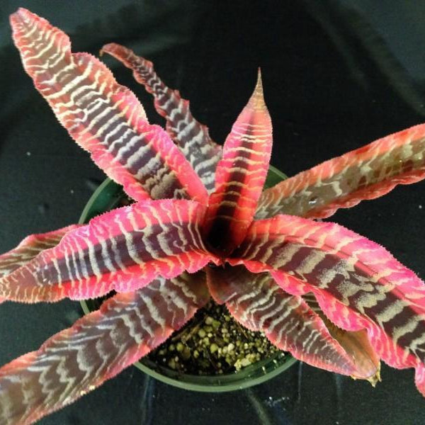 elaine succulent Cryptanthus 'Elaine'