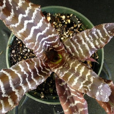 Cryptanthus 'Fudge Ripple' | Bromeliad Paradise