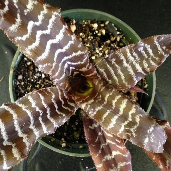 Cryptanthus - Bromeliad Paradise