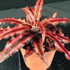 Cryptanthus 'Ruby' | Bromeliad Paradise