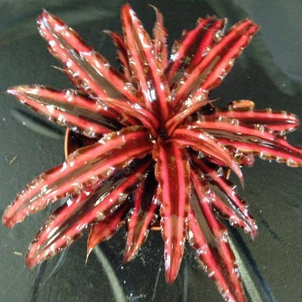 Cryptanthus 'Ruby'