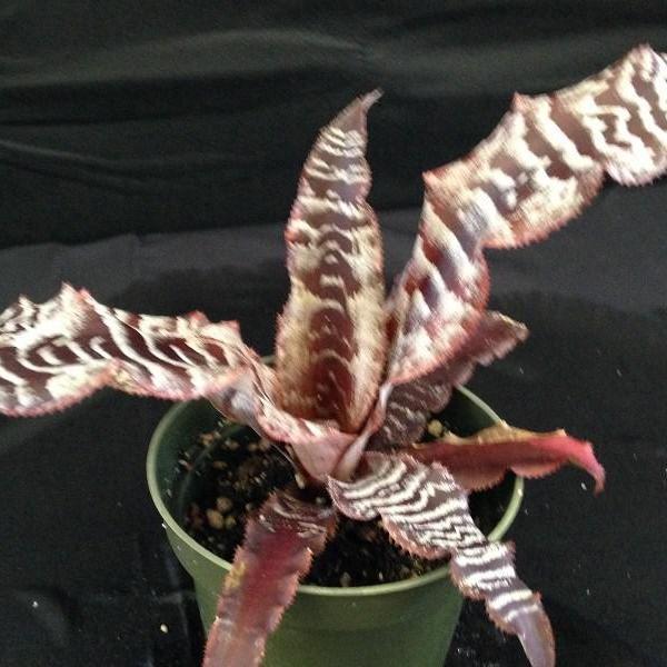 thriller succulents Cryptanthus 'Thriller'