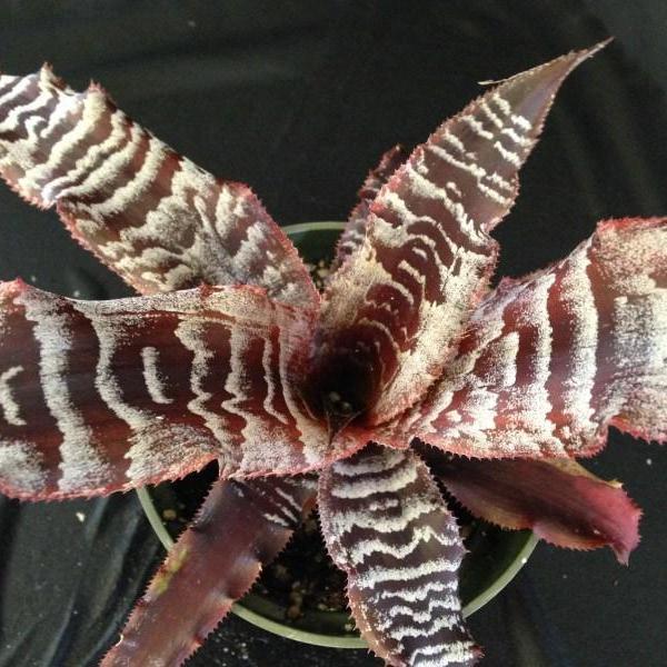 Cryptanthus 'Thriller' | Bromeliad Paradise