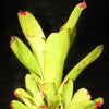 Hohenbergia castellanosii | Bromeliad Paradise