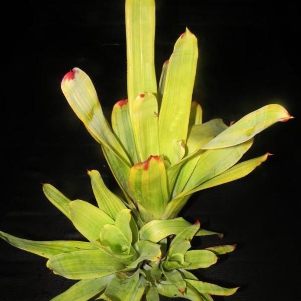 Aechmea 'Frosty The Snowman' - Bromeliad Paradise