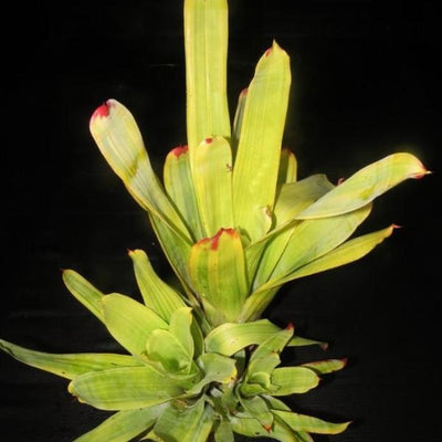 Hohenbergia castellanosii variegated | Bromeliad Paradise