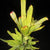 Hohenbergia castellanosii variegated