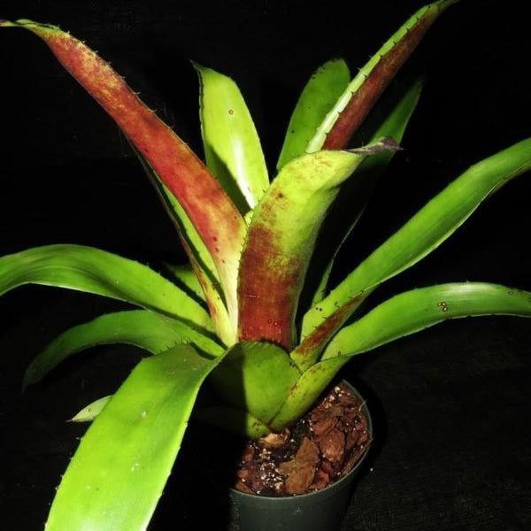 Hohenbergia 'Da Vinci' | Bromeliad Paradise