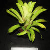 Hohenbergia leopoldo-horstii | Bromeliad Paradise