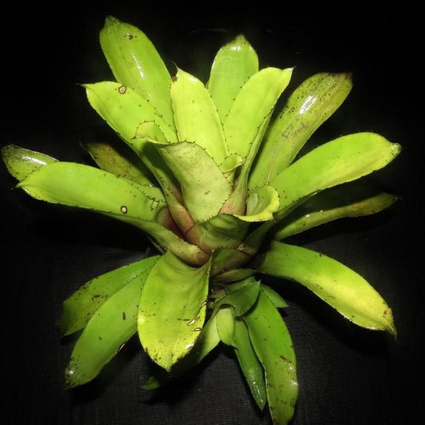 Hohenbergia leopoldo-horstii