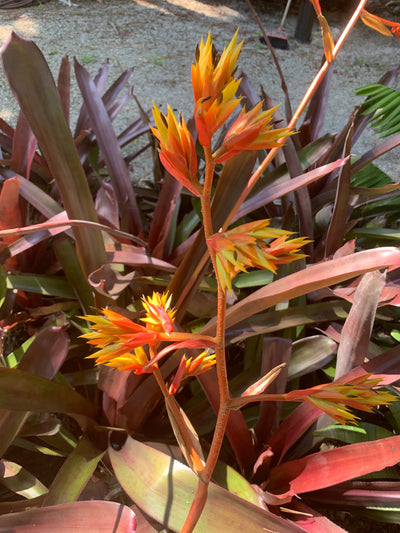 Aechmea 'Coco Plum' | Bromeliad Paradise