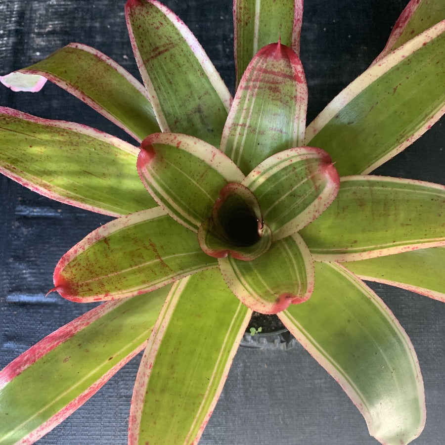 Neoregelia 'Belladonna'