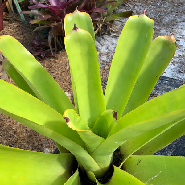 ブロメリア・エアープランツ Aechmea Blanchesteana Lemon Albo Aechmea Blanchetiana Lemon Lime | Bonita Bromeliads