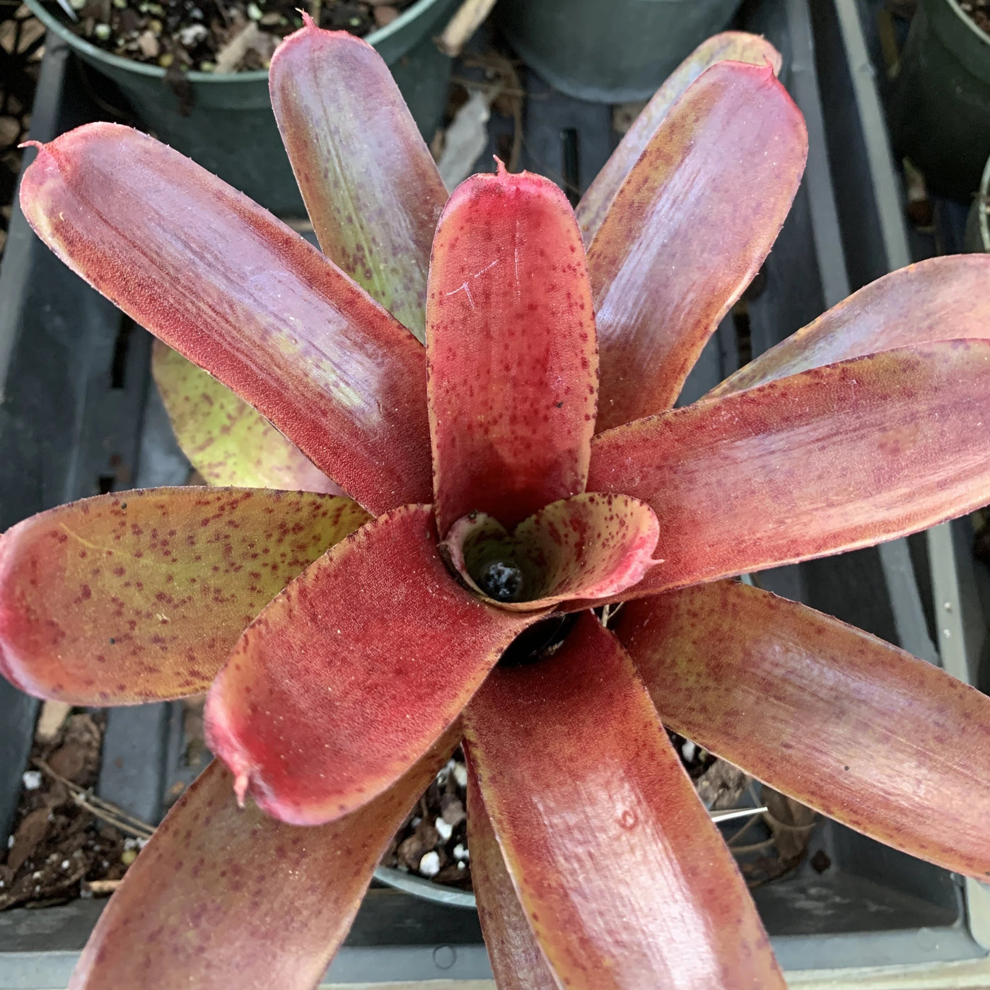 Neoregelia 'Fireball' x 'Pepper'