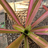Aechmea blanchetiana 'Variegated' | Bromeliad Paradise