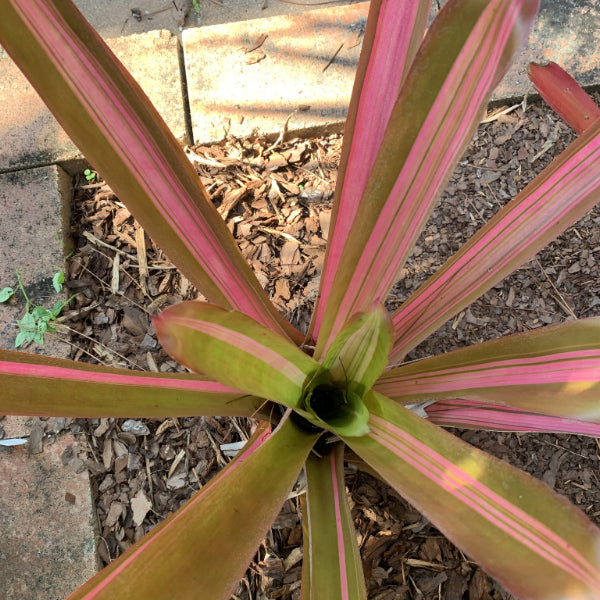 Aechmea blanchetiana 'Variegated' - Bromeliad Paradise