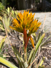 Aechmea chrysocoma | Bromeliad Paradise